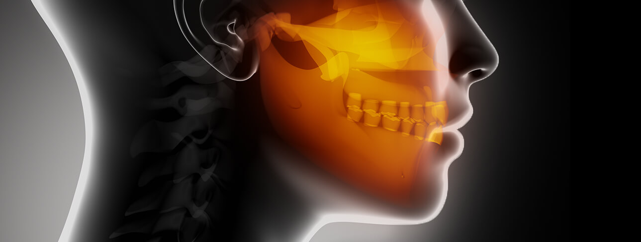 transparent view of the side of a 3d person's face, showing the teeth and upper facial bone structure