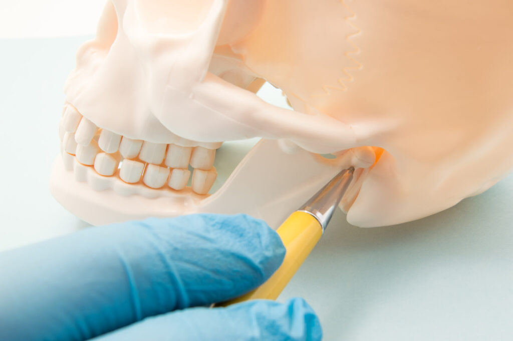 Close-up photograph of a model of the human skull. A pair of hands in latex gloves is in the photo. One hand uses a ballpoint pen to point to the location of the temporomandibular joint, or TMJ.